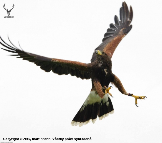 Harris Hawk