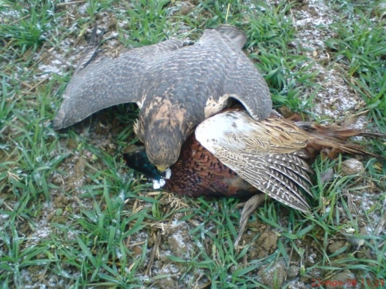 Kira niečo šušká bažantovi:-)