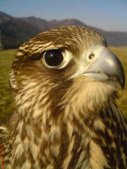 Moja srdcová záležitosť:)))