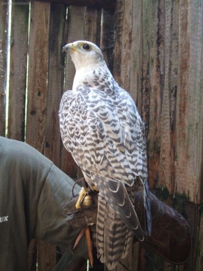 Blonďák z Horehronia:)