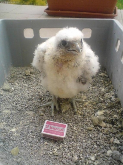 Ak ma nenachováte,tak to tu podpálim:))