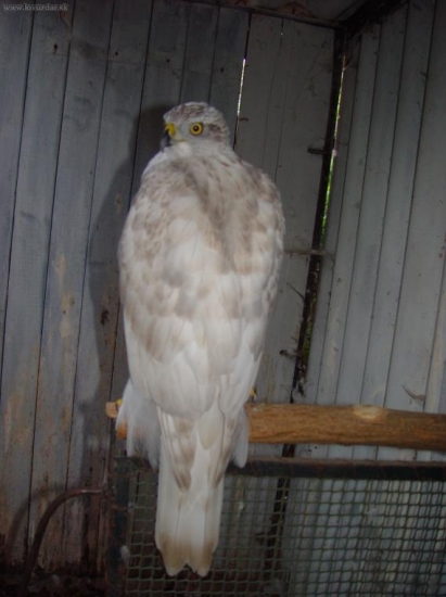 Jastrab lesný-albidus