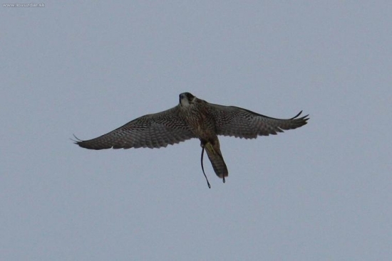 Falco peregrinus x Falco rusticolus,samica cca 1000g lovecká