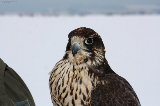 Portrét gyr/peregrin.