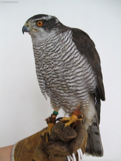 ..a ešte jedna..:o))))))