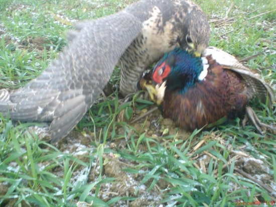 a je dobojované....