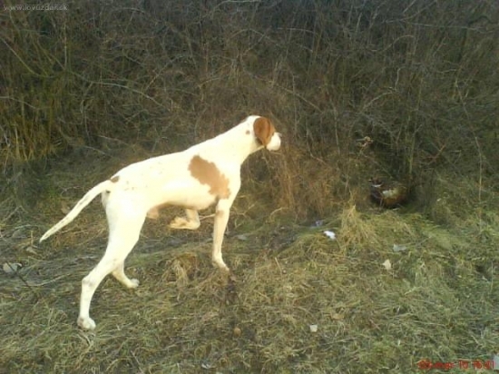 Bady vystavuje bažanta..:o)