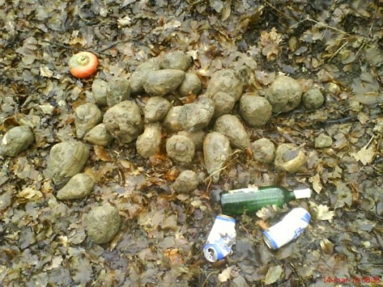 Dnes na jednom krmovisku..:o((