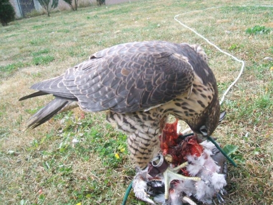 Zaslúžená odmena.