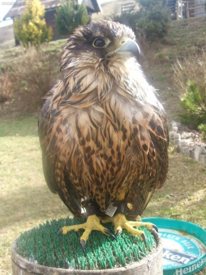 ...a to som chcel ísť práve lietať...:o)))))