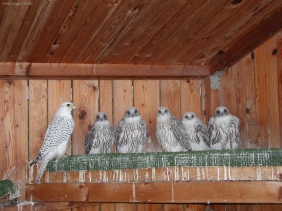 Lofova niekoľkoročná nočná mora...:o)))))))))))))))