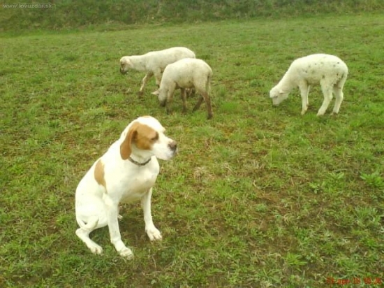 Keď nepoľujem,pasiem...:o))))