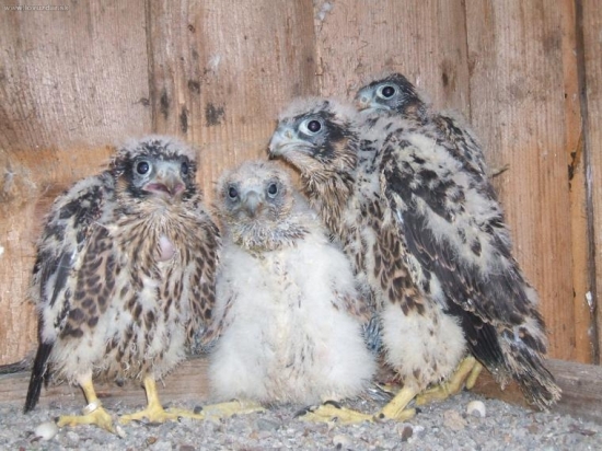 Najkrajší štvorlístok...o)