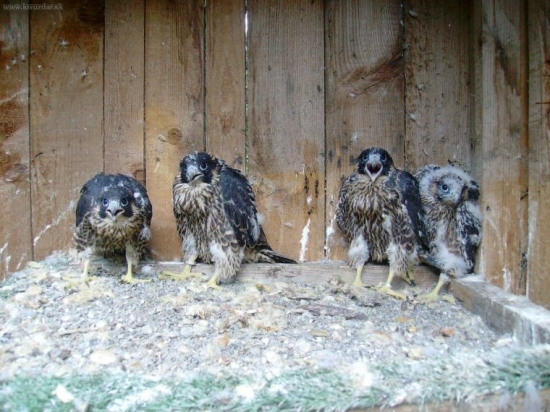 ...a zasa sme o čosi starší...:o)