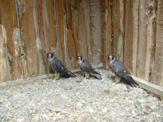 Doschýname.....:o))