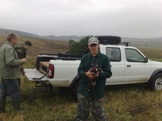 Vypúšťanie bažantov pred sokoliarskym stretnutím.