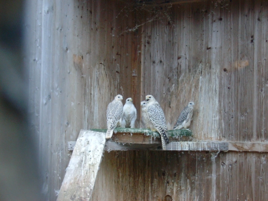 5 snehuliakov zo severu...:o)