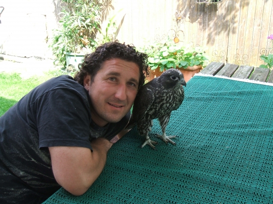 Gyrfalco-tmavá forma.