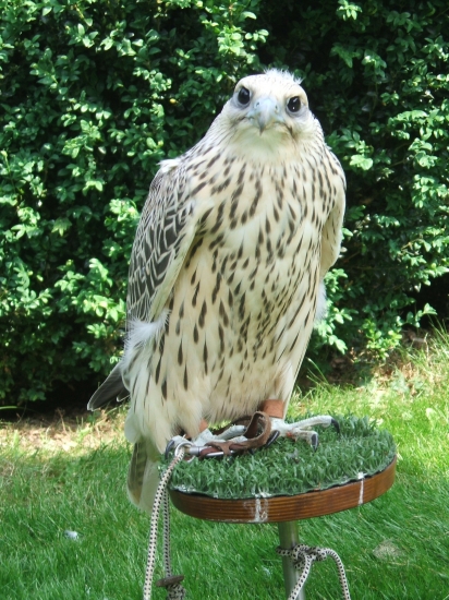 Gyrfalco-svetlá forma.