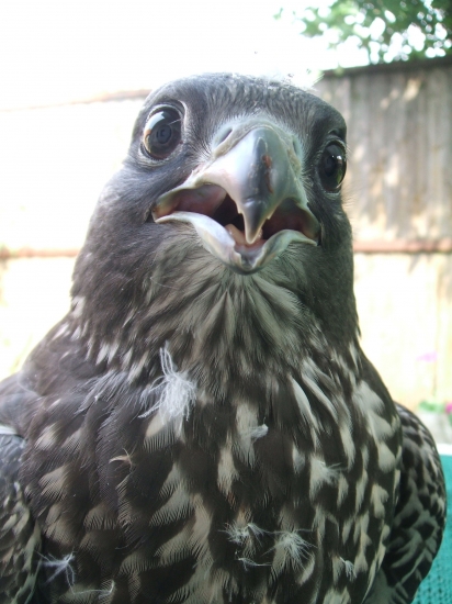 Lovečák menom Putin...:o)))