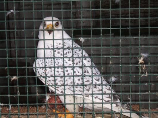 Sperminator Shimanski:o))