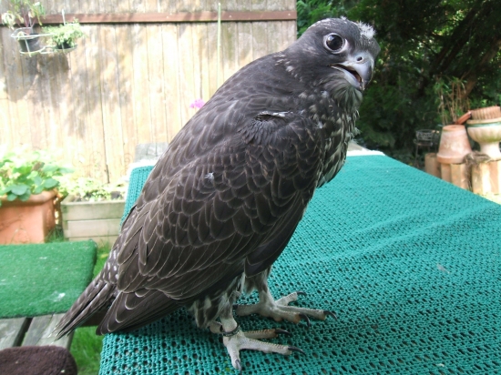 Raňajky s Putinom:o)))