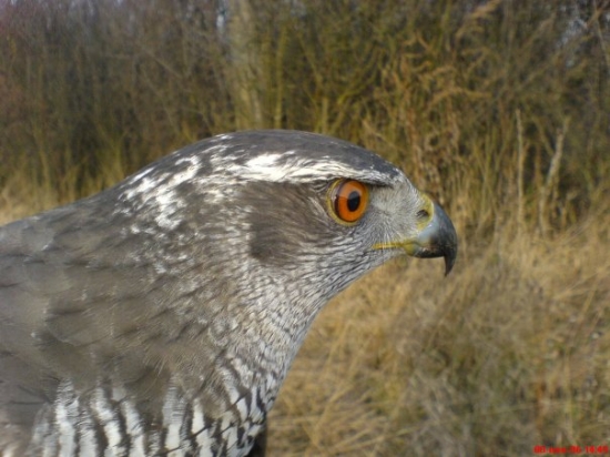 Niečo tam asi je....:o)))