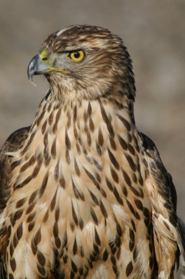 Mladá jastrabia samica.....