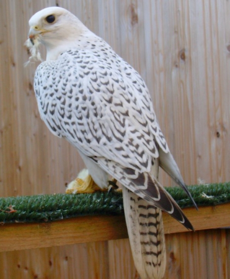 ...krása v bielom..:o))