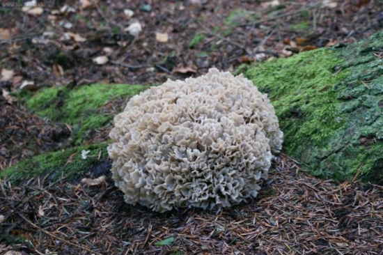 žeby koralovec?neviem