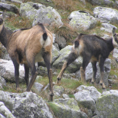 Synku postoj,fotia nás