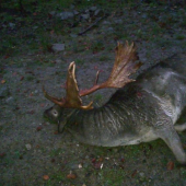 Ruja 2009