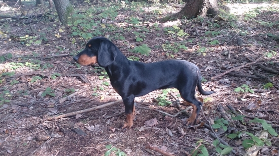 Niečo ju tam zaujalo