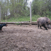 Práca v oplotku