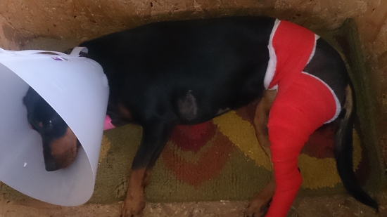 Túto sezonu smedopolovali