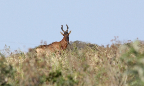 Starší pán (Hartebeest)