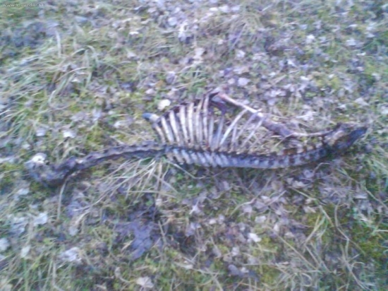 uhin chudak bol taki pekni krmil som ho4 roki