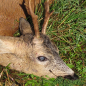 starešina