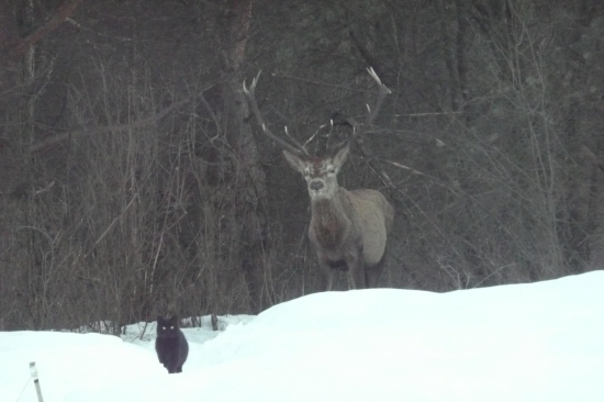 Keď kocúr volá jeleňa na pivo..