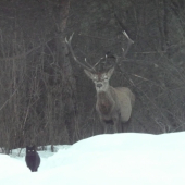 Keď kocúr volá jeleňa na pivo..