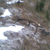 Riadne zapichnutý..