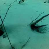 12-torák pod snehom..