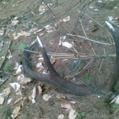 10-torák v červenej smrečine..