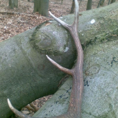 Aprílový žebračik, ale potešil..