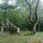 Tajomno Anglického lesa.