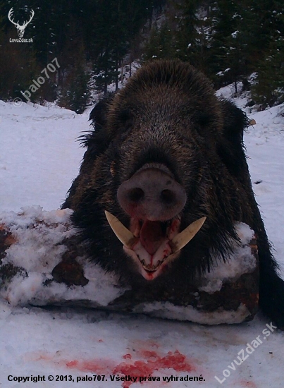 Mišov bojovník.