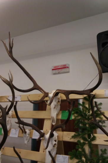 Z Kežmarskej prehliadky.