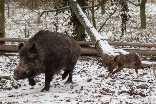 BEKKY  od Konopišťského potoka