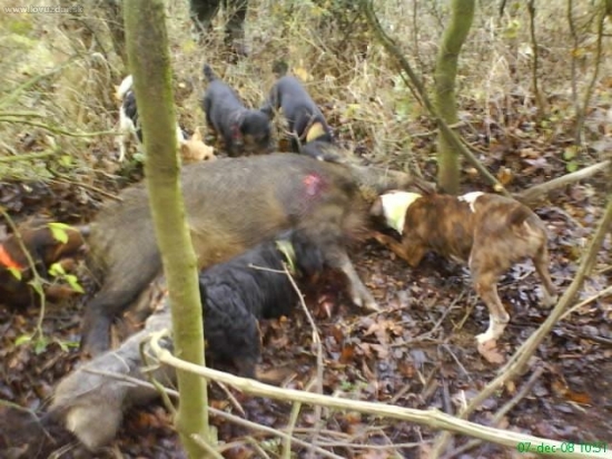 Poľovacka s bullterierom