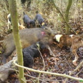 Poľovacka s bullterierom